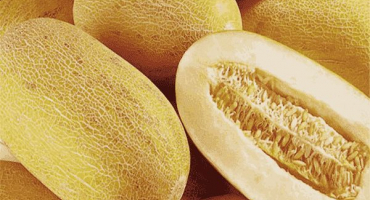 Popis odrůdy torpédového melounu, výhody a poškození lidí, jak si vybrat zralý